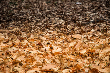 Fall leaves background  