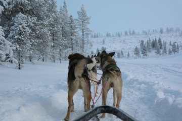 Huskies on a sled ride in the Arctic snow (Finnish Lapland)