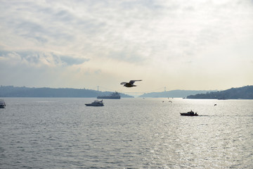 blue sky and seagull in Istanbul Strait, ships and fishing boats.
