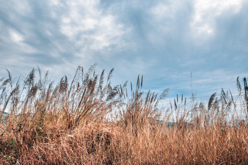 Grass and sky background