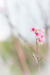 Wild Himalayan Cherry in blur background.