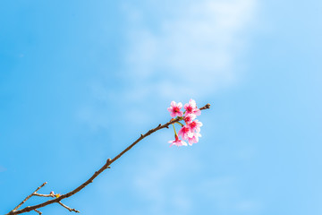 Wild Himalayan Cherry in blue sky.