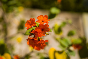 Spring Zing