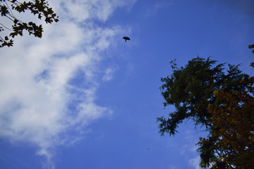 cormorants on the tree. plane cormorants on trees.