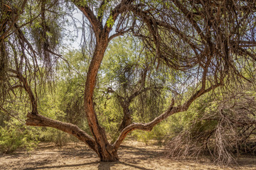 Old Craggy Tree in Arizona