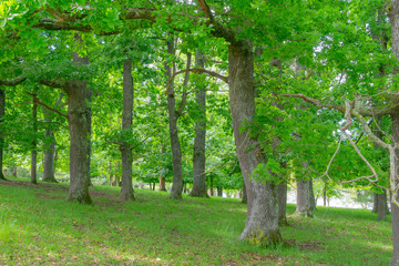 Fototapeta na wymiar Grove bright green oak trees
