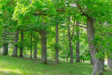 Fototapeta premium Grove bright green oak trees