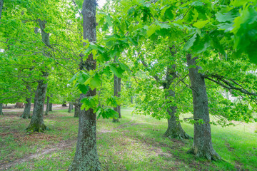 Grove bright green oak trees