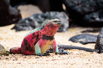 Iguana Marina 