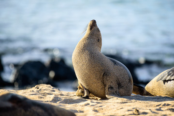 Leon Marino © lduarte