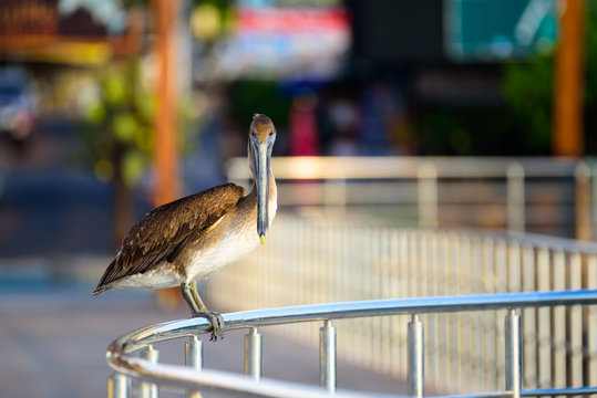 Pelicano  en baranda