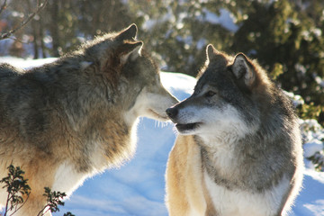Norwegian Adult Wolfes