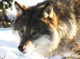 Norwegian Adult Wolf