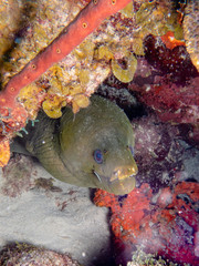 animal, background, colorful, coral, dive, eel, green, green moray, life, moray, oceanography, reef, vibrant, wild