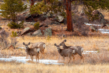 Colorado High Country Deer