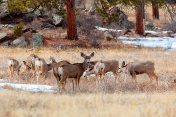 Naklejka na ściany i meble Colorado High Country Deer