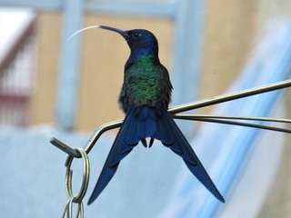 Beija-flor.