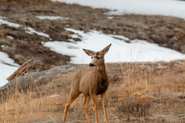 Colorado High Country Deer