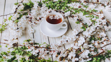 White cup and dish with black tea apricot with apricot flowering branches. The concept of herbal medicine. Top view and copy space. Treatment of cold and flu.