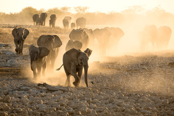 Elephant herd at dusty water hole