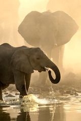 Elephants in yellow dust