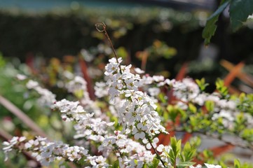 ユキヤナギの花