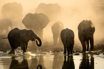 Acrylic prints Elephant Elephant herd at a water hole