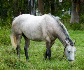 a horse in the meadow
