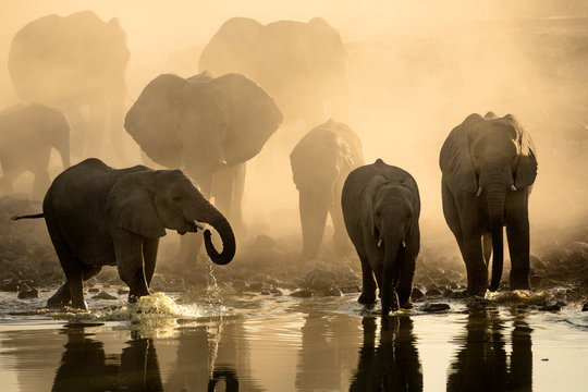 Elephant herd at a water hole