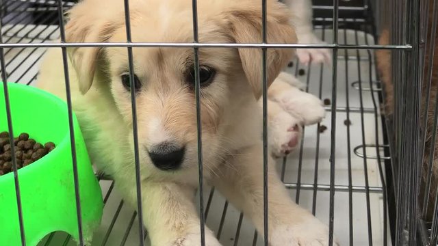 puppy dog in a cage in pet store.