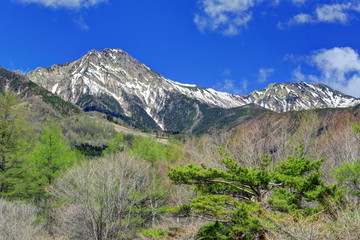 新緑の美し森からの赤岳