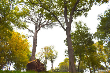 sky between two trees. two trees. blue sky
