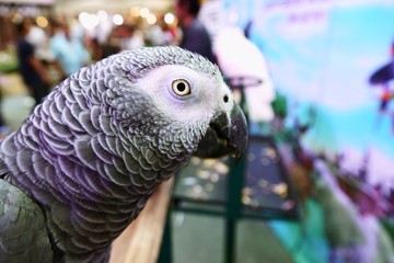 Fototapeta premium Cute Funny parrot stand At A Pet Store