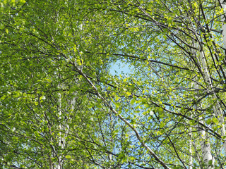 Fo and texture of a branch of young birch trees with small leaves. against a blue clear sky. Spring...
