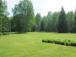 Park with dense vegetation of spruce and birch. mowed lawn. copy space...