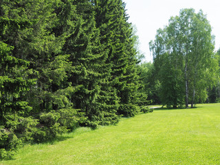 Naklejka premium Park with dense vegetation of spruce and birch. mowed lawn. copy space...