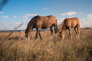Obraz na płótnie Canvas Young horses
