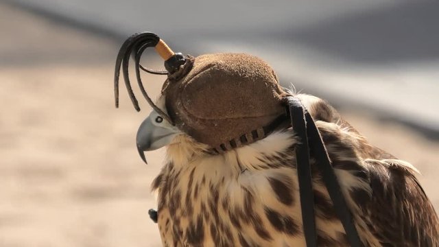 Close up of hooded falcon at Falcon Souq near Souq Waqif in Doha center, Middle East, Arabian Peninsula. Falconry is very popular in Qatar. Sunny day.