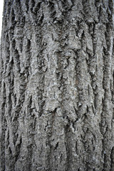 Fototapeta premium gray tree bark. wood texture