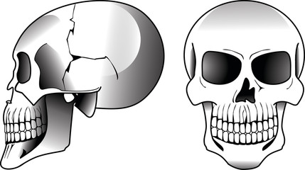 Front skull