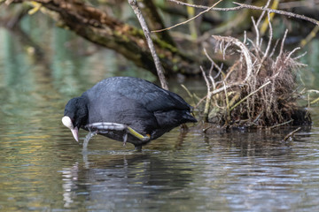 Eurasian Coot (Fulica atra)