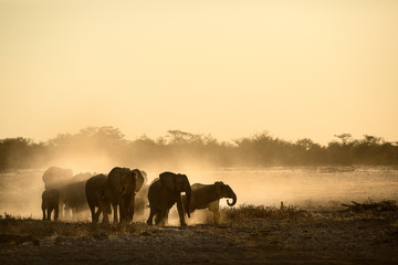 Elephant herd at dusty water hole