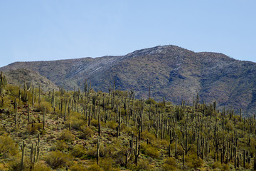 Saguaro and snow covered Sonoran Desert.