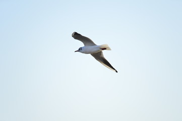 The birds of the sea