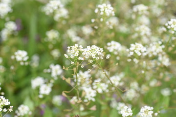 Shepherd's purse flowers