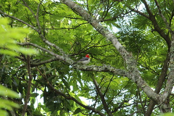 Colorful bird on a tree