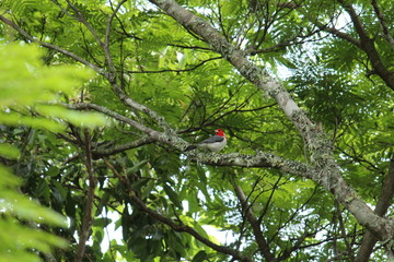 Colorful bird on a tree (2)