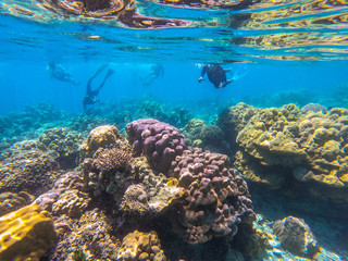 beautiful coral in diving spot Surin island