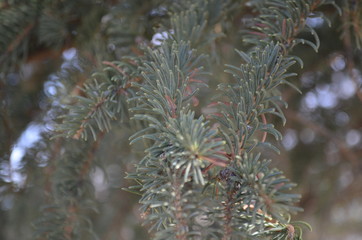 blue spruce branch