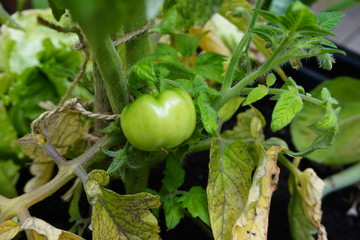 Raw green tomato on tree fresh garden organic agriculture plant healthy vegetable for salad